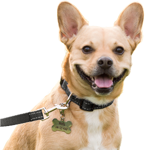 Soft Cotton Reflective Dog Collar Smiling dog wearing a black cotton reflective collar with bone-shaped stainless dog tag, ready for a safe and stylish walk.