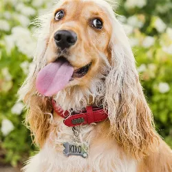 Luxury Bone Silver Dog Tag