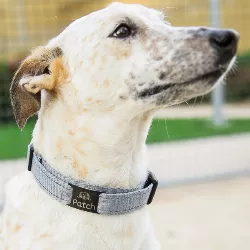 Slide On Black Dog Tag